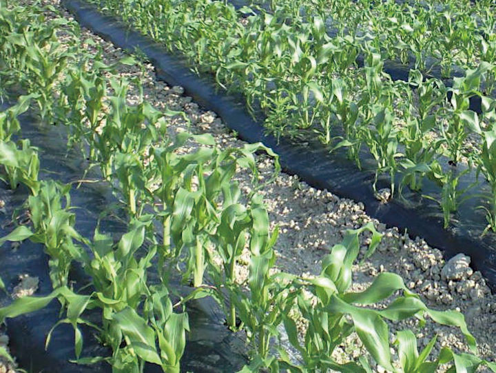 カエルーチ | 農業用資材 | MKVアドバンス(株)